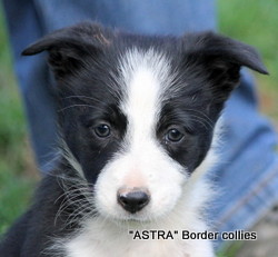 ~Black and white female, Smooth to medium coat, border collie puppy